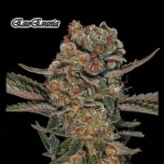 ExoEva (GeneSeeds) feminiserede cannabisfr&oslash;