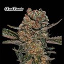 ExoEvania (GeneSeeds) Feminiserede
