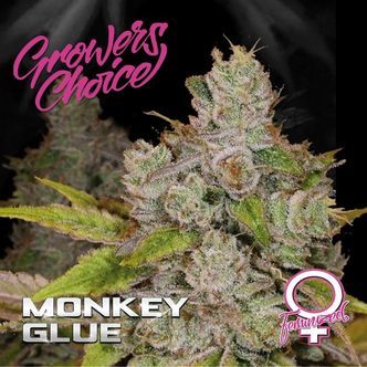Monkey Glue (Growers Choice) Feminiserede