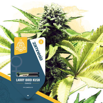 Larry Bird Kush (Zamnesia Seeds) feminiserede cannabisfr&oslash;