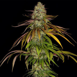 Larry Bird Kush (Zamnesia Seeds) Feminiserede