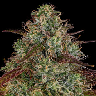 Larry Bird Kush (Zamnesia Seeds) Feminiserede