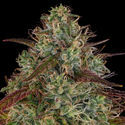 Larry Bird Kush (Zamnesia Seeds) Feminiserede