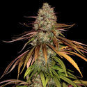 Larry Bird Kush (Zamnesia Seeds) Feminiserede