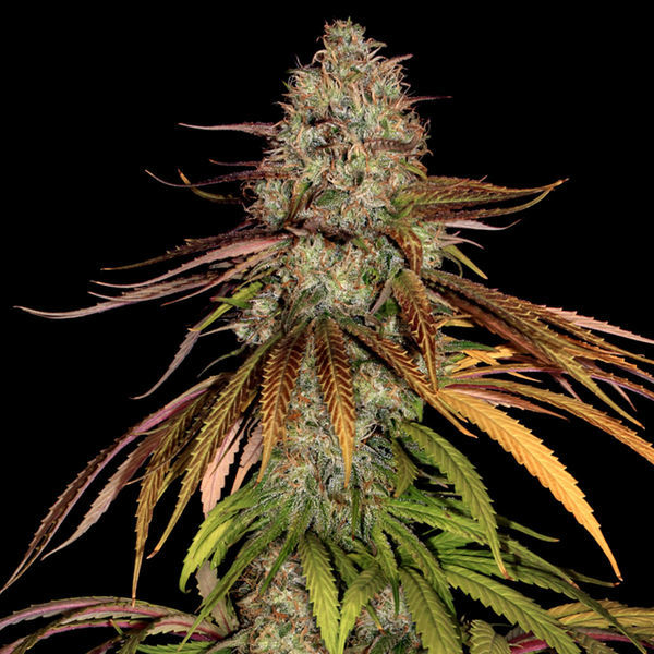 Larry Bird Kush (Zamnesia Seeds) Feminiserede