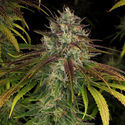 Larry Bird Kush (Zamnesia Seeds) Feminiserede