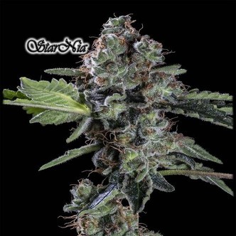 StarNia (GeneSeeds) feminiserede
