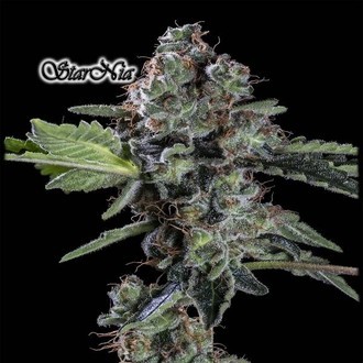 StarNia (GeneSeeds) Feminiserede
