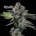 StarNia (GeneSeeds) Feminiserede