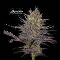 Ananda (GeneSeeds) Feminiserede