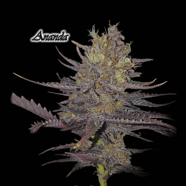 Ananda (GeneSeeds) Feminiserede