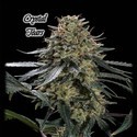 Crystal Tears (GeneSeeds) Feminiserede