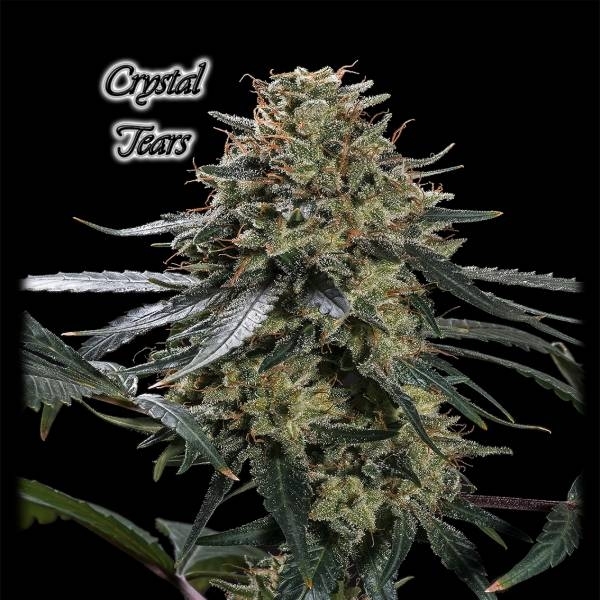 Crystal Tears (GeneSeeds) Feminiserede