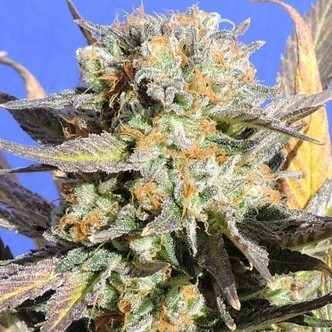 Grandaddy Black (Original Sensible) feminiserede cannabisfr&oslash;