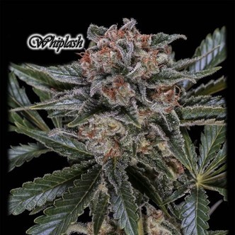 Whiplash (GeneSeeds) feminiserede