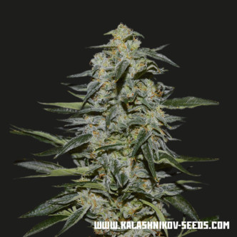 Katyusha (Kalashnikov Seeds) feminiserede cannabisfr&oslash;