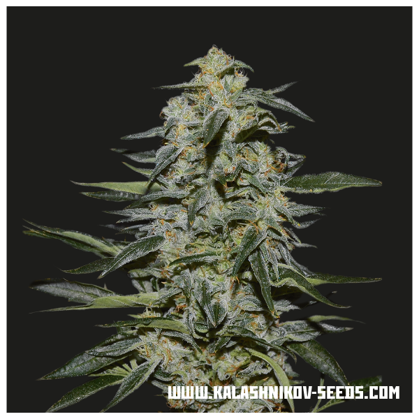 Katyusha (Kalashnikov Seeds) Feminiserede