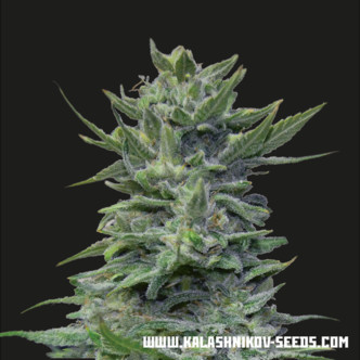 Lavanda Cream (Kalashnikov Seeds) feminiserede cannabisfr&oslash;