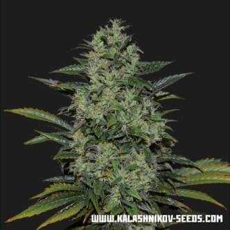 Power Russian (Kalashnikov Seeds) feminiserede