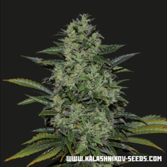 Power Russian (Kalashnikov Seeds) Feminiserede