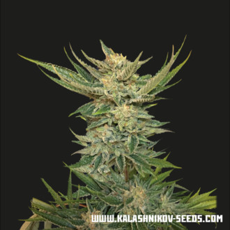 Vodka Lemon (Kalashnikov Seeds) Feminiserede