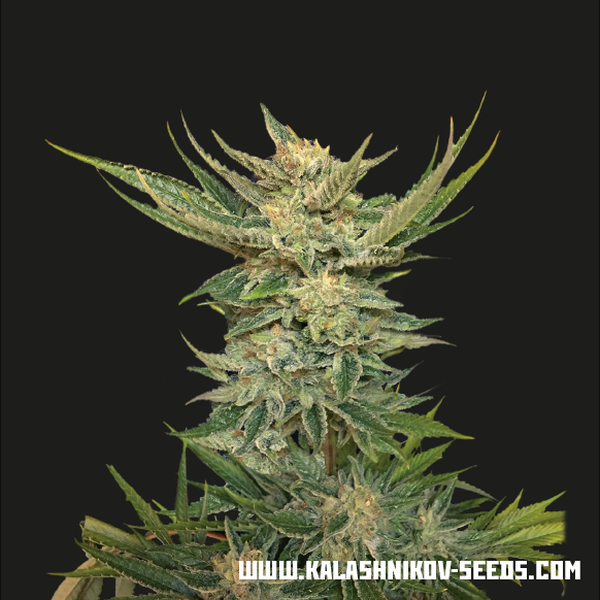 Vodka Lemon (Kalashnikov Seeds) Feminiserede