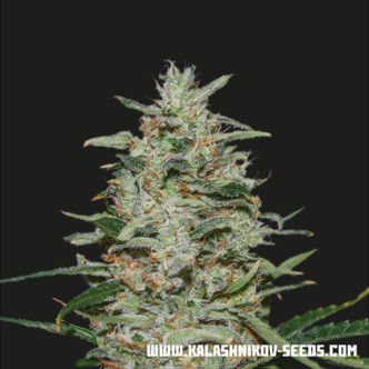 White Russian OG (Kalashnikov Seeds) feminiserede