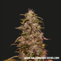 Big Altai Sativa Express (Kalashnikov Seeds) Feminiserede