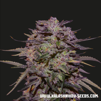 Purple Russian Express (Kalashnikov Seeds) Feminiserede