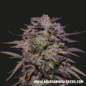 Purple Russian Express (Kalashnikov Seeds) Feminiserede