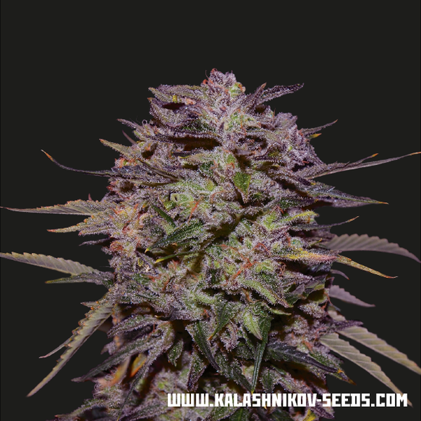 Purple Russian Express (Kalashnikov Seeds) Feminiserede