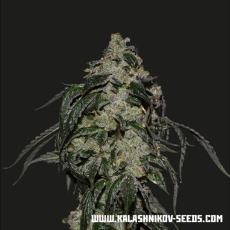 Soyuz OG Express (Kalashnikov Seeds) feminiserede cannabisfr&oslash;