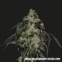 Soyuz OG Express (Kalashnikov Seeds) Feminiserede