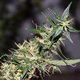 Mango Haze (Mr. Nice) regul&aelig;r