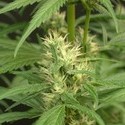 Mango Haze (Mr. Nice) regulær