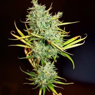 Mango Haze (Mr. Nice) regulær