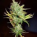 Mango Haze (Mr. Nice) regulær