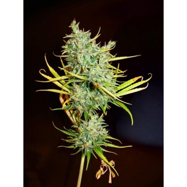 Mango Haze (Mr. Nice) regulær