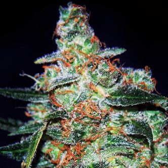 Cheese Auto (Expert Seeds) feminiserede