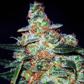 Cheese Auto (Expert Seeds) Feminiserede
