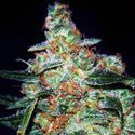 Cheese Auto (Expert Seeds) Feminiserede