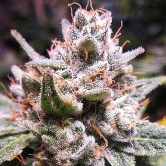 Expert Gorilla Auto (Expert Seeds) feminiserede cannabisfr&oslash;