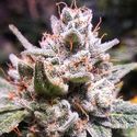 Expert Gorilla Auto (Expert Seeds) Feminiserede