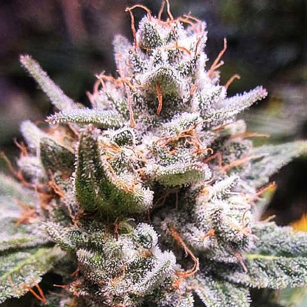 Expert Gorilla Auto (Expert Seeds) Feminiserede