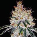 OGesus Auto (Expert Seeds) Feminiserede