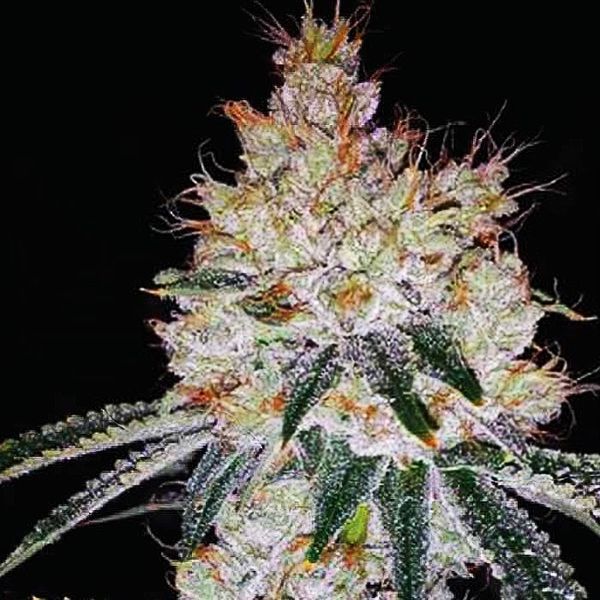 OGesus Auto (Expert Seeds) Feminiserede