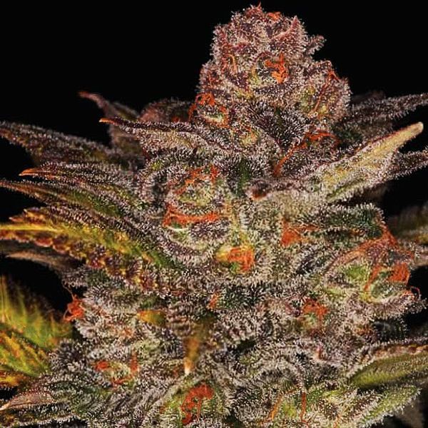 Blueberry Glue Auto (Expert Seeds) Feminiserede