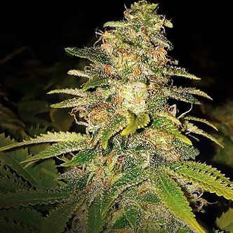 Critical Blue Auto (Expert Seeds) Feminiserede