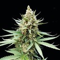 Blue OG (G13 Labs) Feminiserede