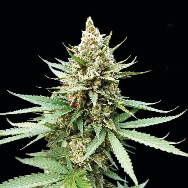 Blue OG (G13 Labs) Feminiserede
